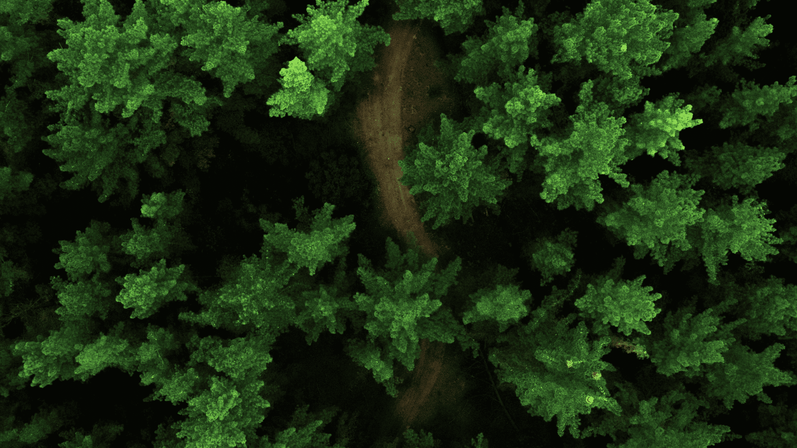 forest-landscape-1